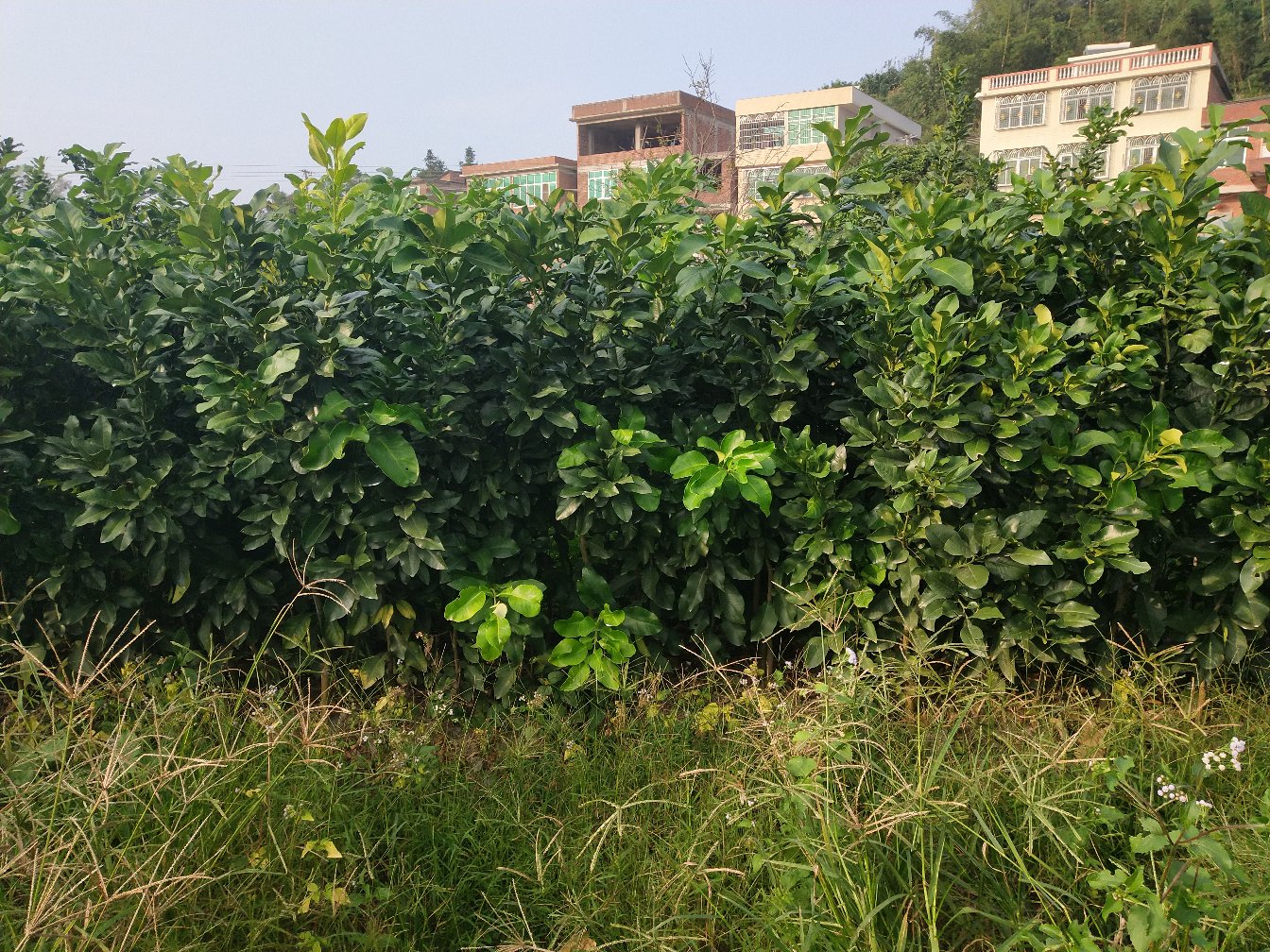 蜜柚果园航拍图