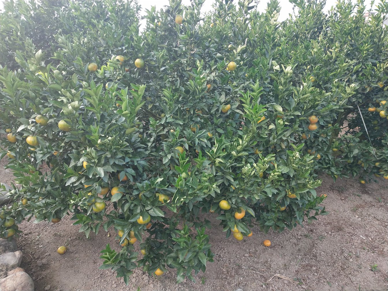 柚子产地分布地图