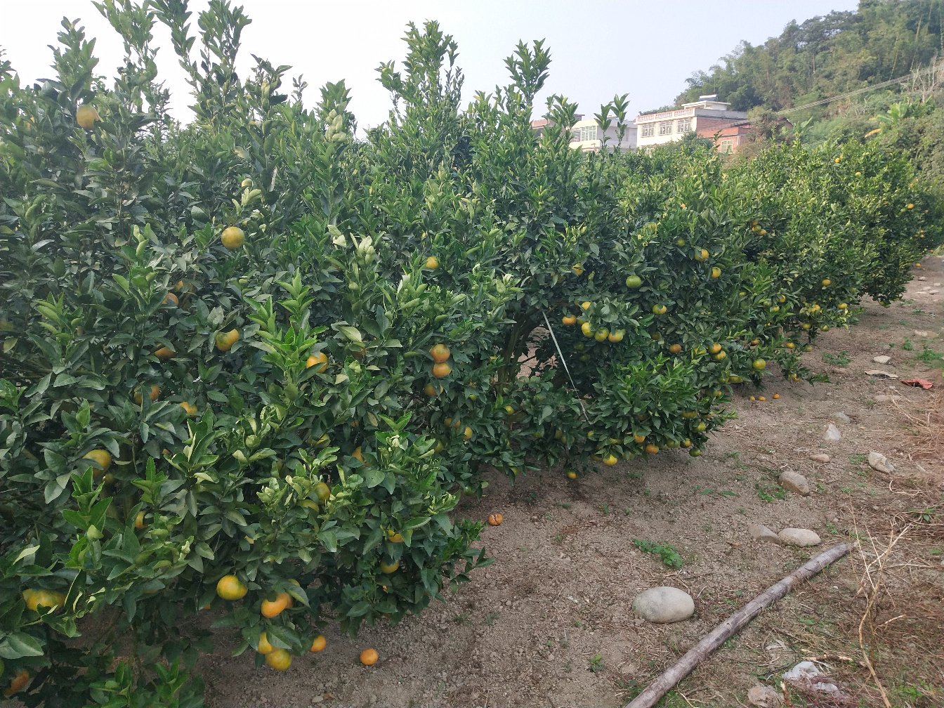 蜜柚种苗基地现代化组培车间实景