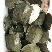 批发零售冷甲鱼苗中华甲鱼苗，免费提供养殖技术