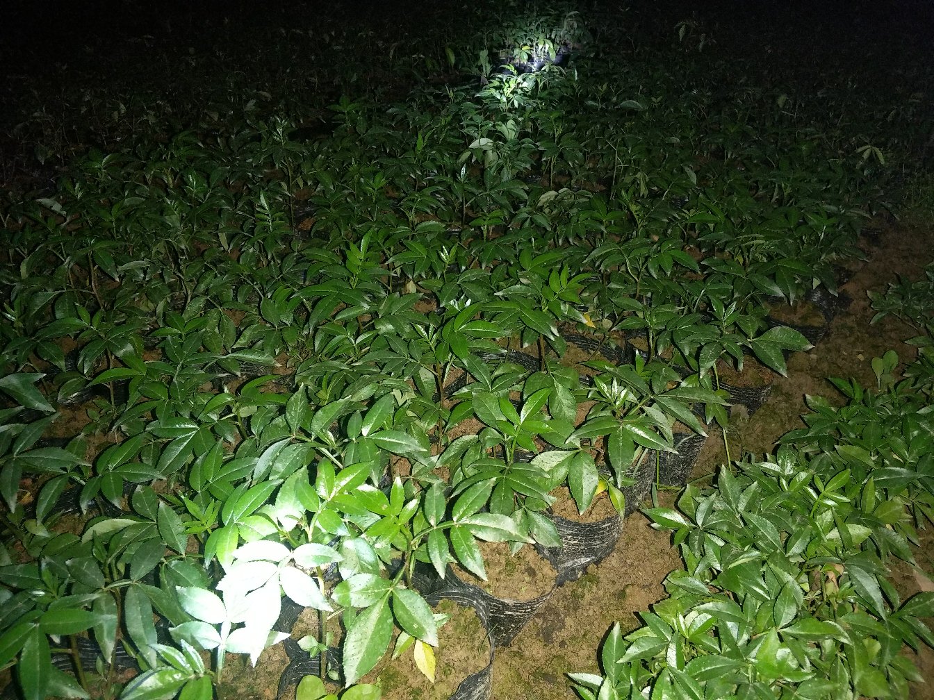 胡椒种植园航拍图,展示密集种植的胡椒藤和成熟果实 胡椒种植园航拍图