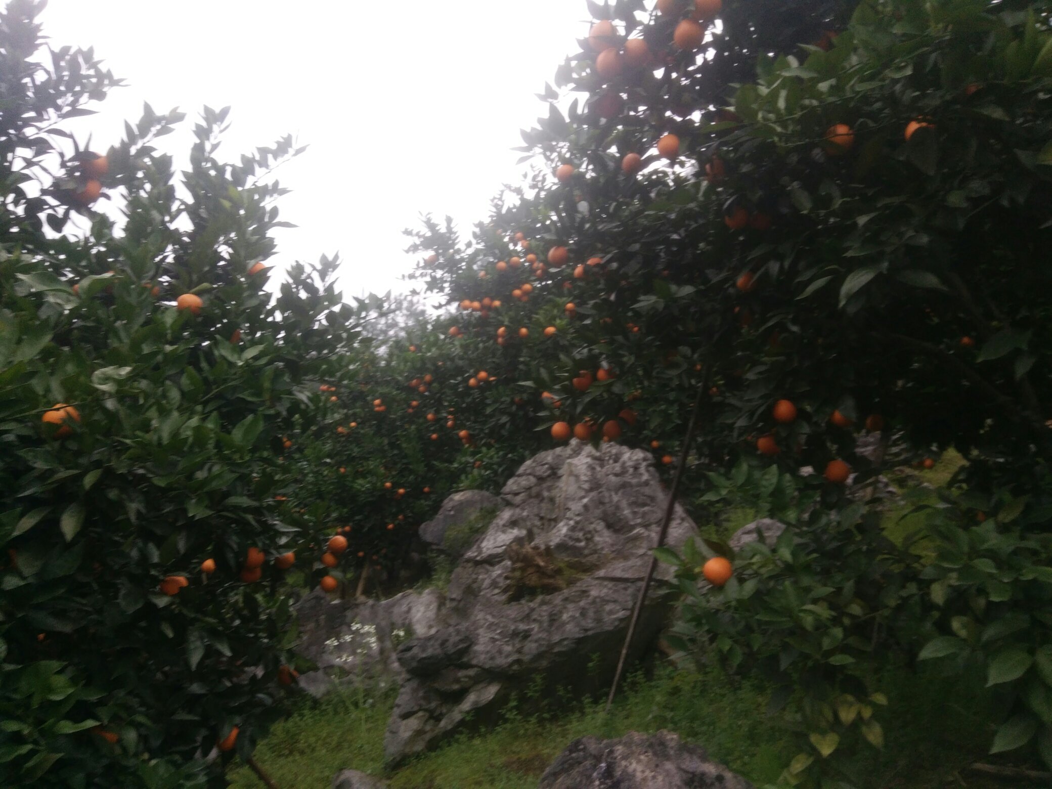 橘夏果实特写