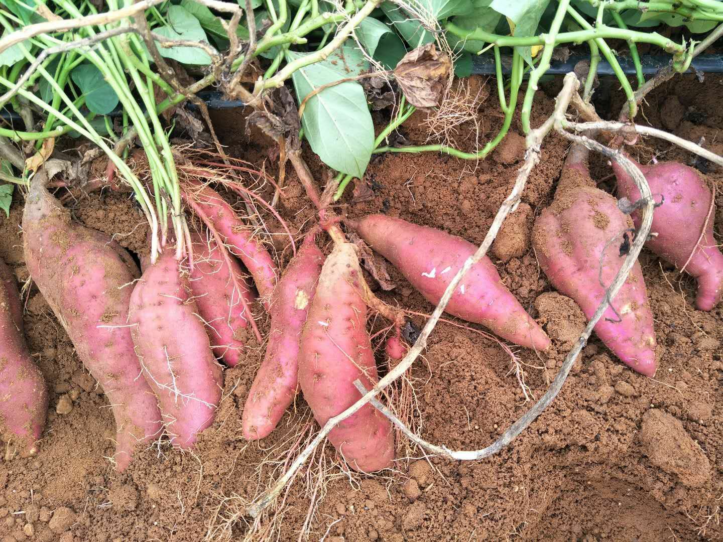 红薯田间测产现场：农技人员手持测产工具测量单株薯块数量与重量，背景可见成熟藤蔓、翻起的疏松垄土及大小均匀的鲜红薯块