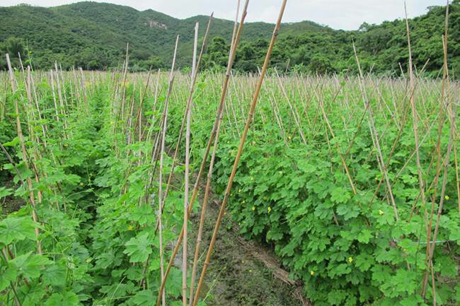 一块农田中,左侧为正在攀爬支架的苦瓜植株,右侧行间密集种植着绿油油的小白菜,两者呈带状交替排列。地面覆盖黑色地膜,滴灌带沿苦瓜根部铺设。远处可见农民正在进行采摘作业。 苦瓜与小白菜间作田间布局示意图