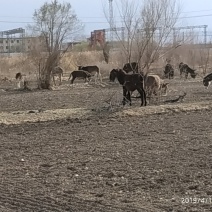 精品毛驴