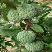 凤梨释迦果苗南方种植带土营养杯苗凤梨释迦树苗