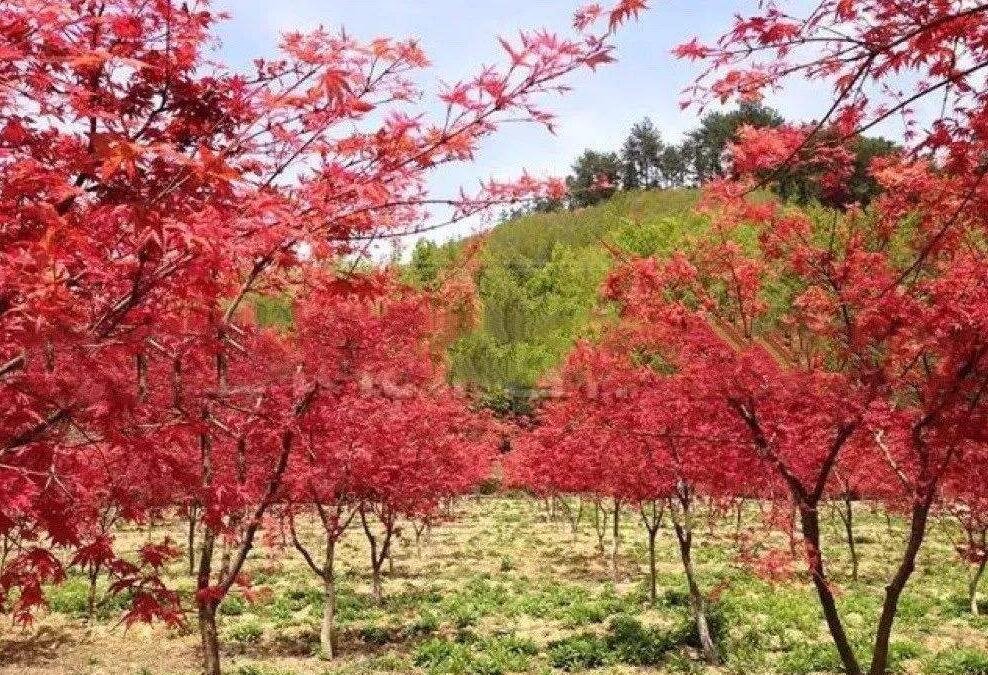 秋火焰红枫成年树木秋季景观