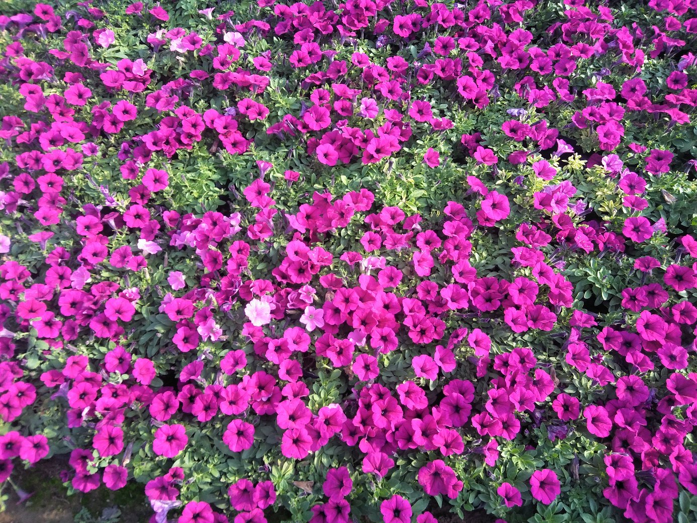图示:四联对比图。左上:华北春季(4月)盛花期,花朵硕大、瓣厚;右上:长江流域梅雨后(6月)花色暗淡、花瓣边缘褐斑;左下:华南冬季(1月)补光栽培花枝挺拔、花苞饱满;右下:西南高原(12月)低温强光下花朵显色浓艳、花径达12cm。每图标注对应地区、月份及当日最高/最低温。 大花月季不同季节花期对比图