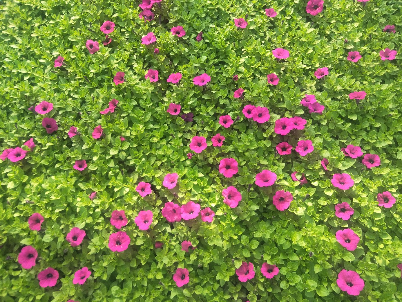 大花浓香月季盛开的花园