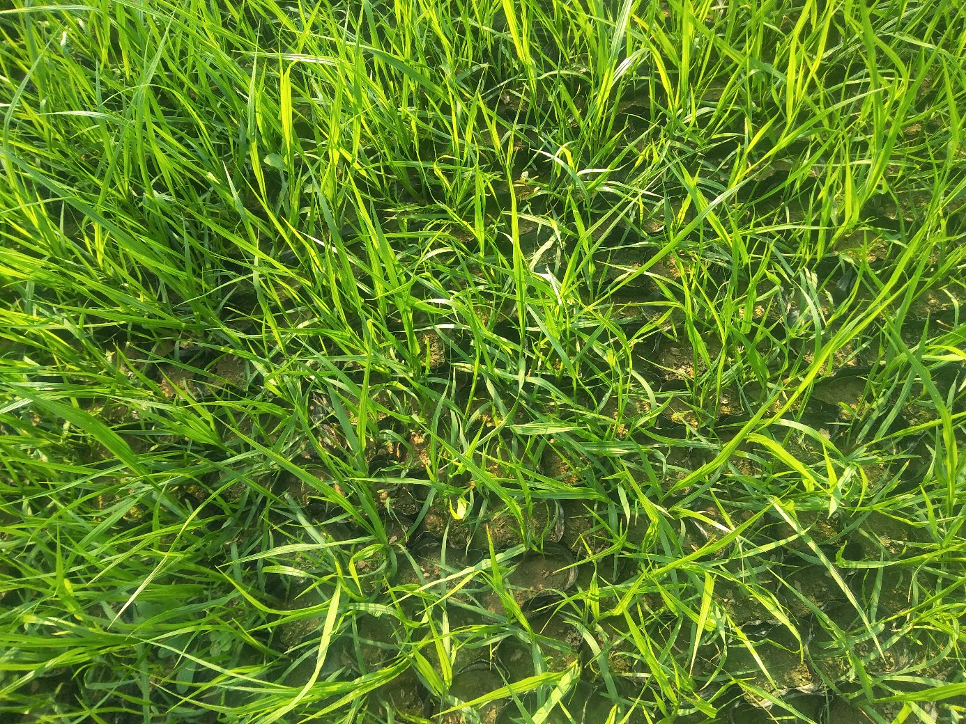 近景拍摄一株盛开的大卫·奥斯汀月季,花朵为柔和的杏橙色,重瓣结构紧密呈莲座状,花瓣边缘略卷曲,露珠挂在花瓣上,背景虚化显示绿色叶片和少量新芽,突出花朵的质感与层次 一株正在开花的大卫奥斯汀月季特写