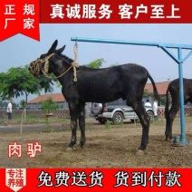 毛驴德州驴买十头送一头每头补贴1000元