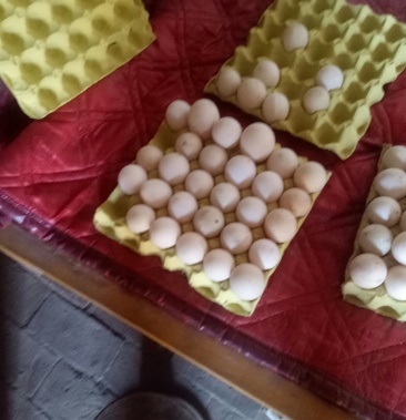 鸳鸯鸭种蛋番鸭种蛋大花种蛋质量好受精率高