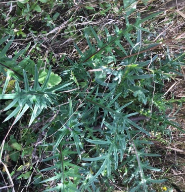 大蓟鸡刺茎纯野生干货海拔1800米