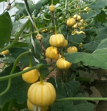 桔瓜黄贝贝南瓜太阳果小金瓜