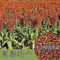 高产抗病糯矮杆大田红高粱种子杂交高粱种子