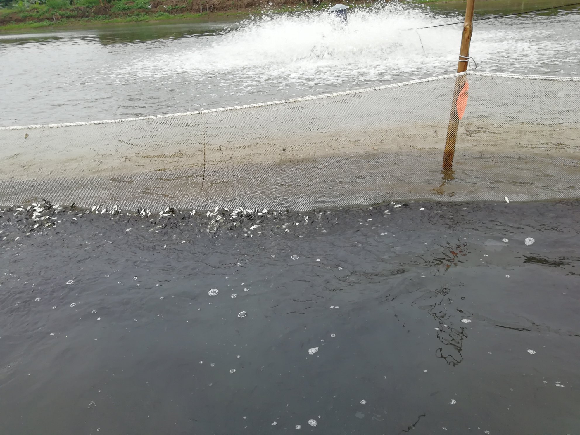 花蛤苗种培育基地实景图