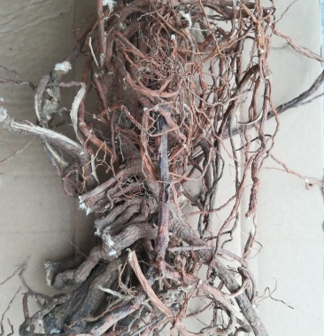 芫花根晒干野生芫条根中药材