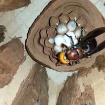 胡峰，金环胡峰，七里胡峰，花脚胡峰，黑顿等等品种。