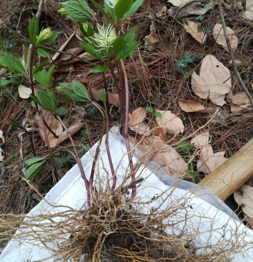 四块瓦新鲜银线草全株