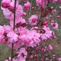 红叶榆叶梅，干枝插花，乔灌木两用！红叶榆叶梅杯苗扦插苗
