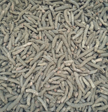 东亚飞蝗虫卵蚂蚱卵无土纯净