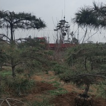造型松便宜出售