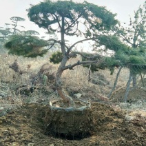 造型松