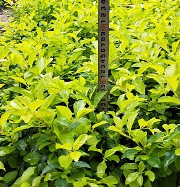 [黄素梅批发]黄心梅价格0.80元/棵 - 一亩田