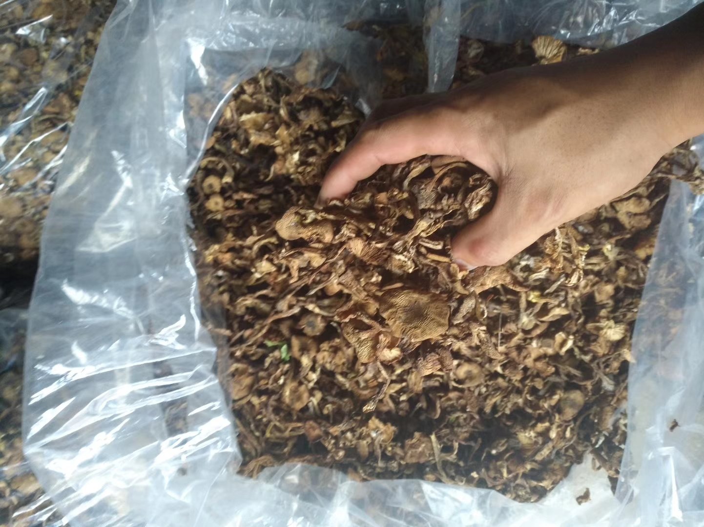 新鲜油菜与蘑菇已洗净切好,准备下锅 处理好的油菜与蘑菇