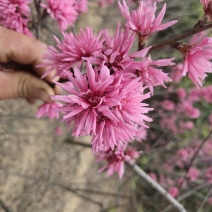 菊花碧桃小苗价格
