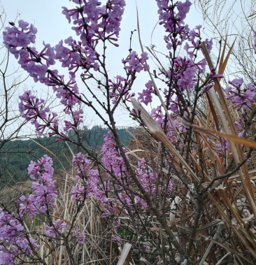 芫花树整棵下单现采发树叶枝根整株
