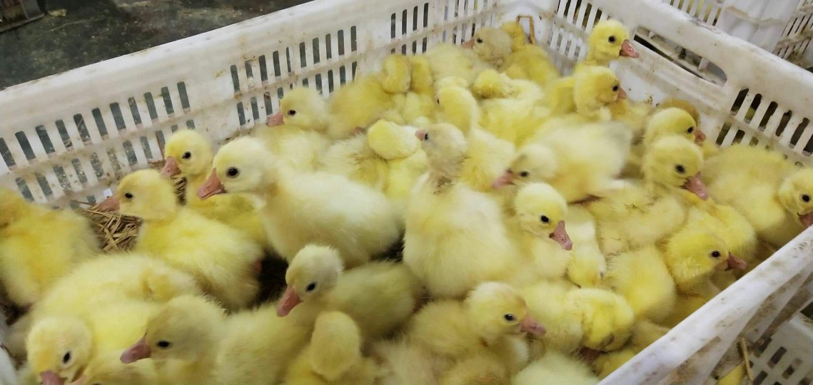 狮头鹅苗群在草地活动