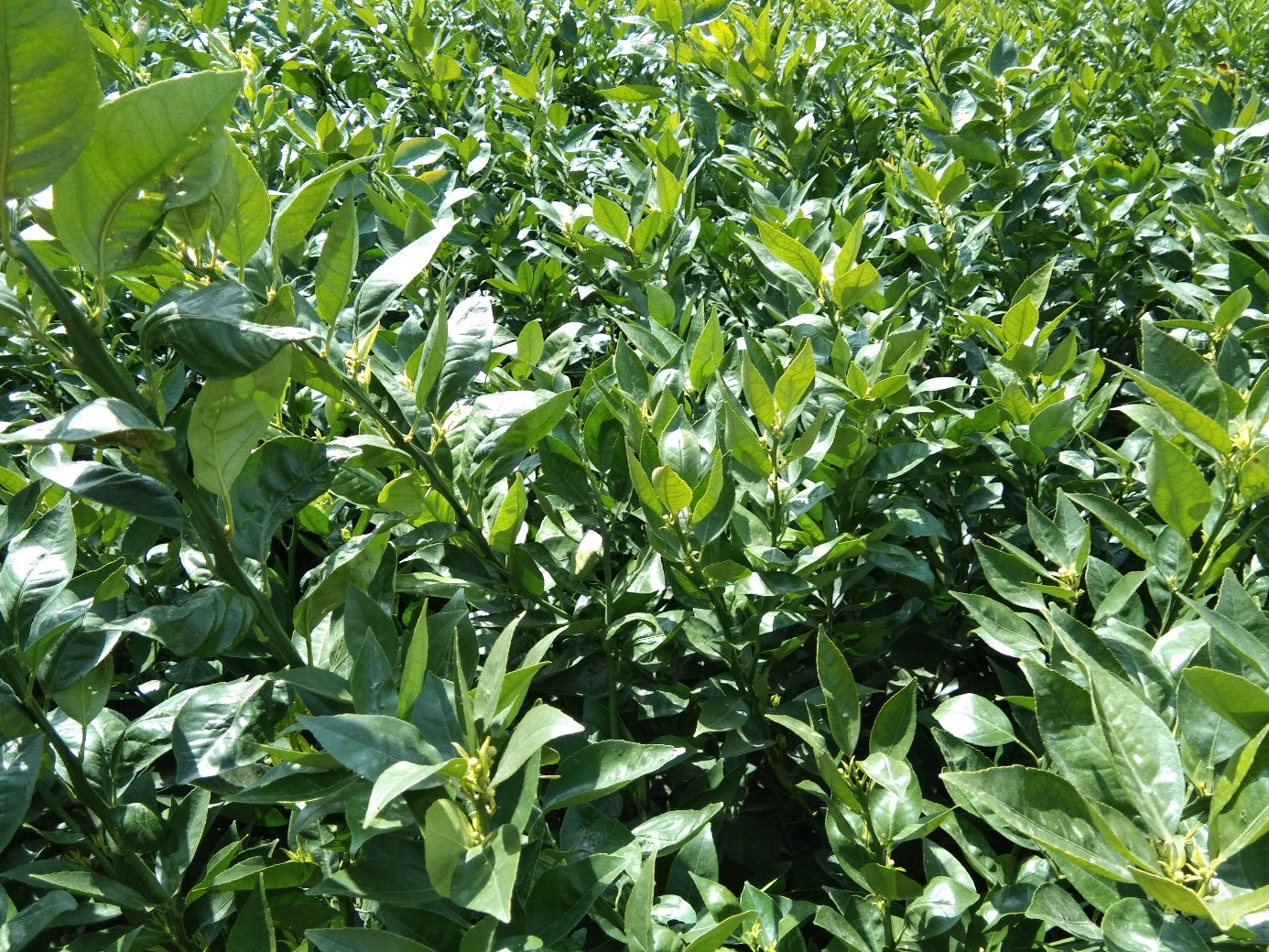 一片阳光充足的山坡地上,整齐排列的大雅柑果树挂满金黄色果实,叶片翠绿有光泽,果园地面覆盖着防草布,远处可见果农正在采摘装箱,天空晴朗,光线柔和,体现生态种植环境 大雅柑果园全景
