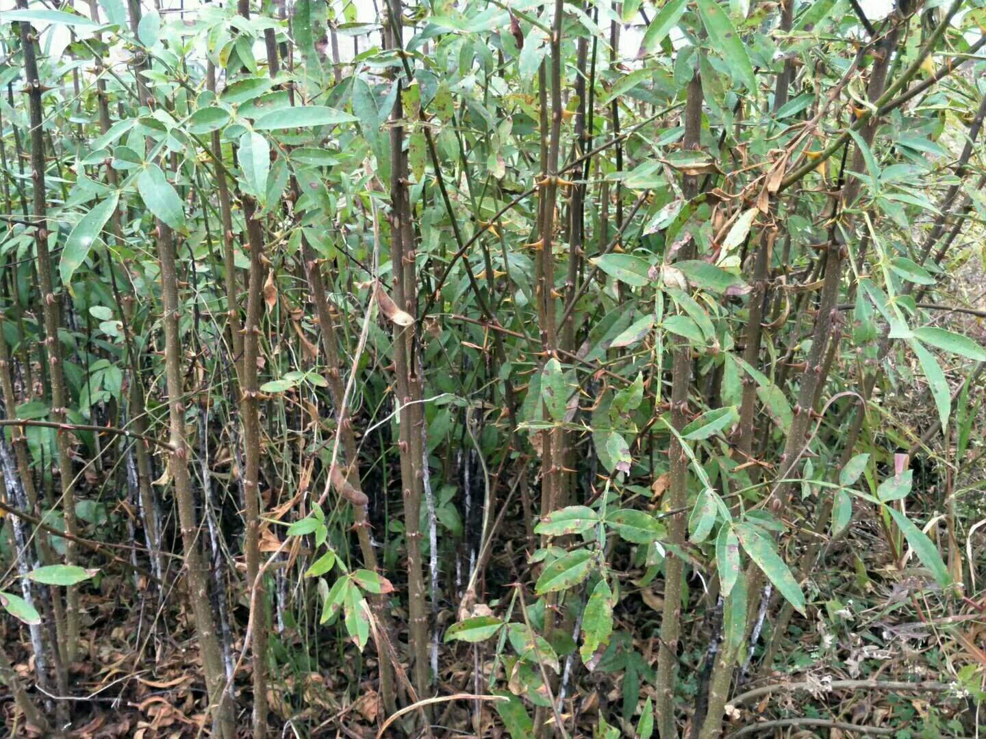 图片说明:左侧为未修剪的花椒树,可见明显的直立徒长枝(杆子),右侧为经过合理修剪后的植株,主枝分布均匀,通风透光良好,结果母枝清晰可见 花椒徒长枝与结果枝对比图