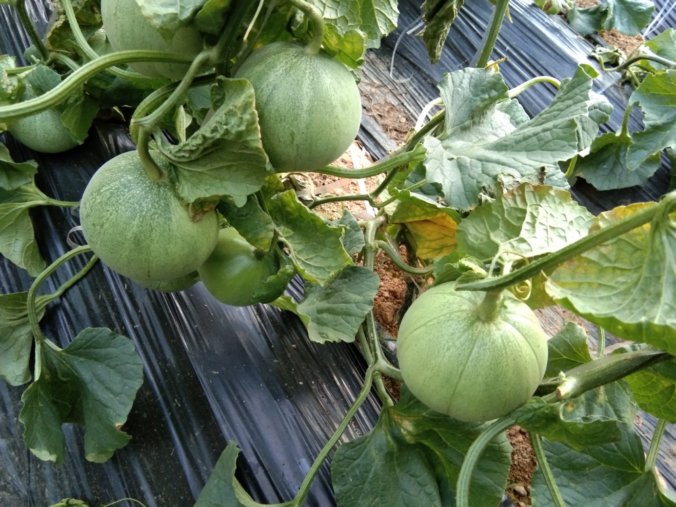 消费者在果园中手持绿宝甜瓜对比观察不同瓜蒂状态