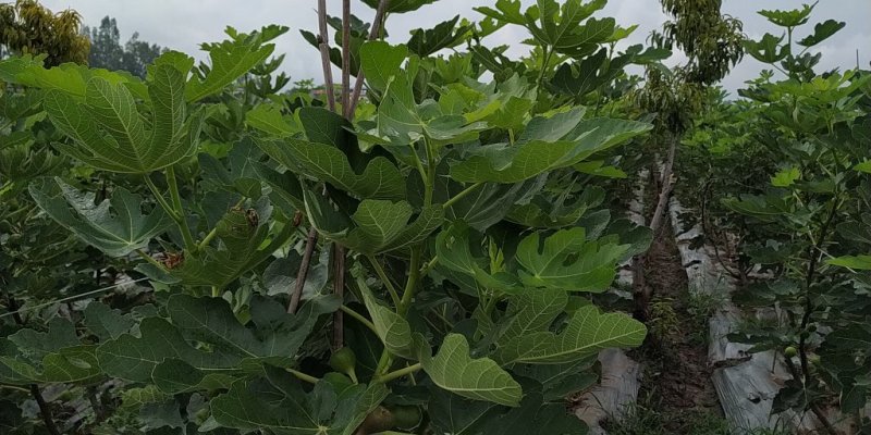 无花果波姬红叶子的特点