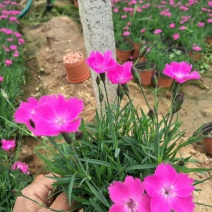 欧石竹花海用苗基地直供一手货源基地直供