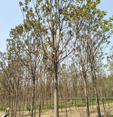 [楸树批发]12公分楸树 产地直销 各种规格 支持线上交易价格160.