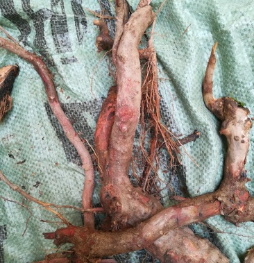 算盘子根野生新鲜算盘子树根果合仔根