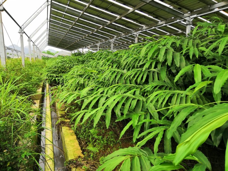 文山砂仁种植基地图片