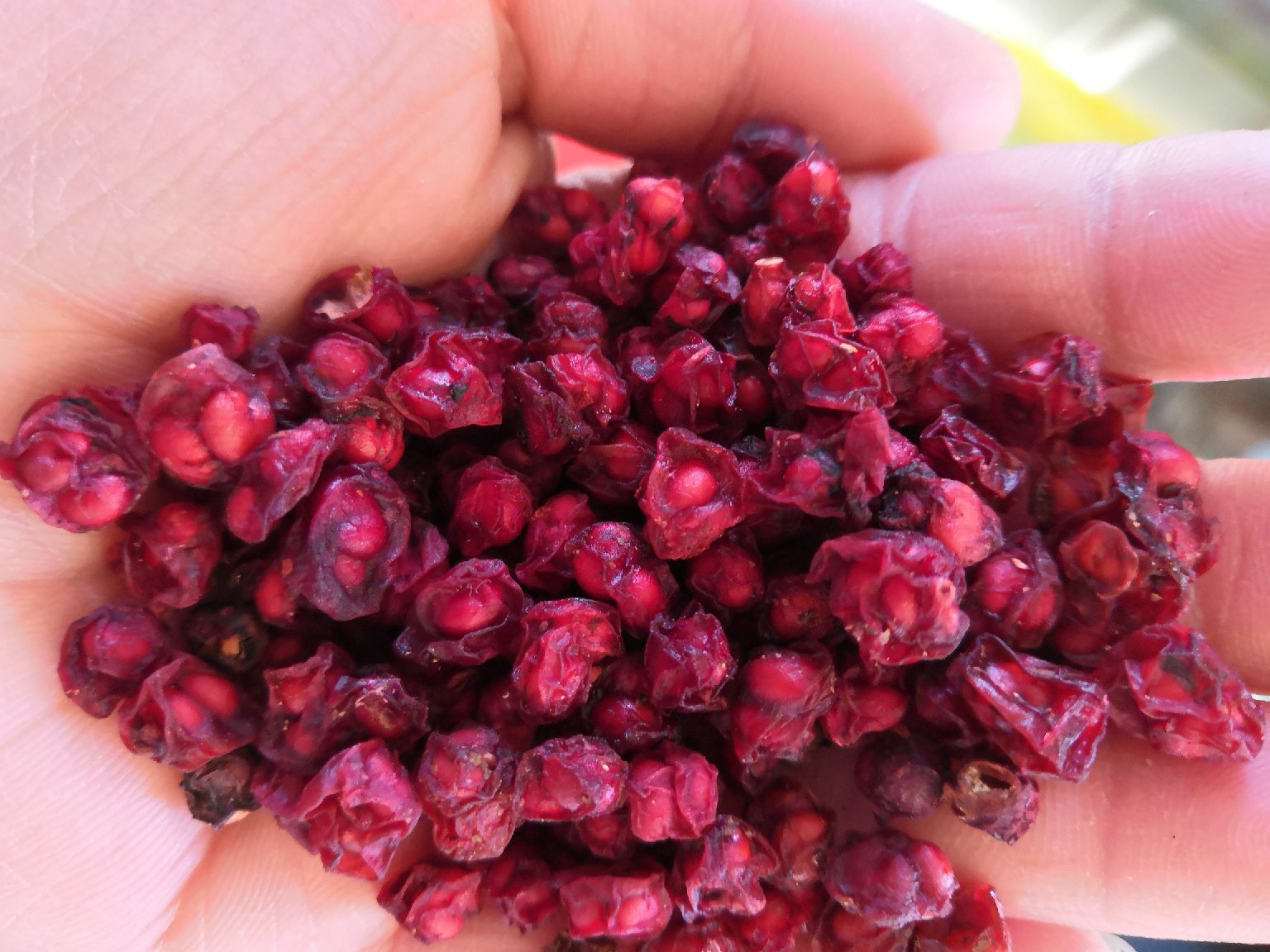 北五味子果实特写