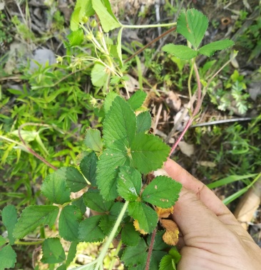 蛇莓草野生新鮮蛇泡草全草三皮風和尚頭草