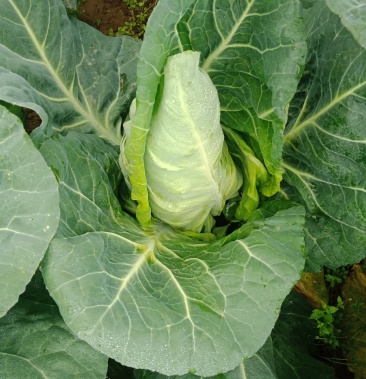 [圆包菜批发]油性尖包菜 (鸡心包菜),改良品种耐运输,价格0.25元/斤 -