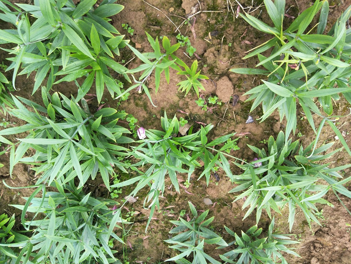川贝母植物图