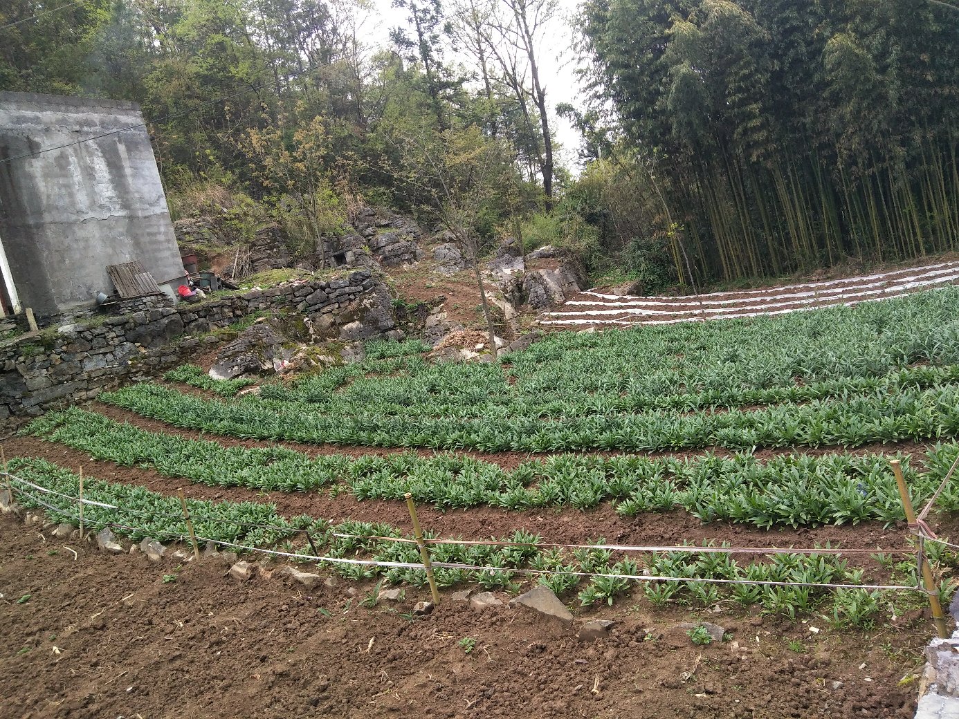 高海拔山区中的川贝母种植基地,位于四川阿坝州,地块呈梯田状分布,覆盖黑色遮阳网,周围为原始森林与溪流环绕,体现其对洁净生态环境的高度依赖 川贝母人工种植基地航拍图