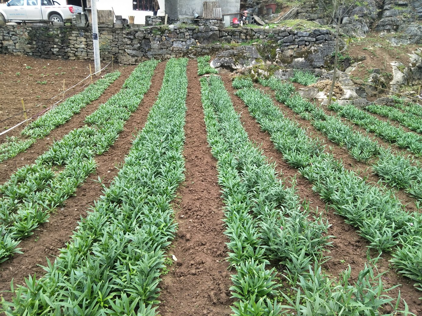 展示川贝母在高海拔山区种植的实景照片 川贝母高山种植基地实景图