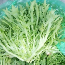 苦菊
