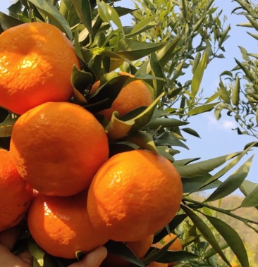 柳叶桔云南柳叶桔叶桔甜桔子鲜果热卖产地批发