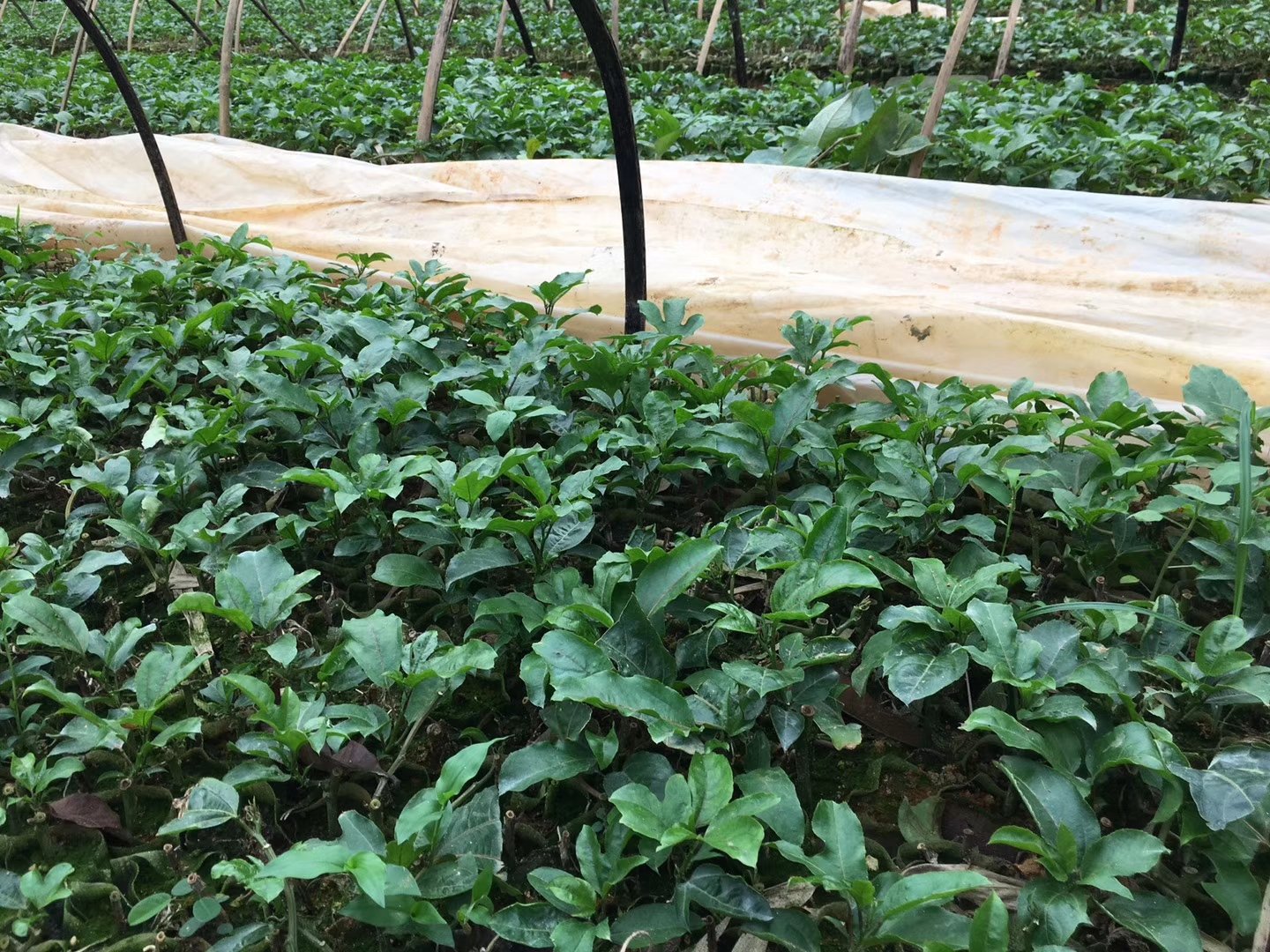 番石榴优质嫁接幼苗特写