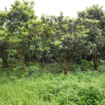 大量出售枇杷树、桂花苗木